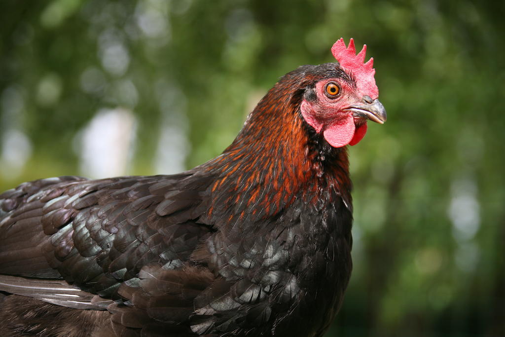 Gite De La Ferme Des Crins Blancs Villa Hazebrouck Oda fotoğraf