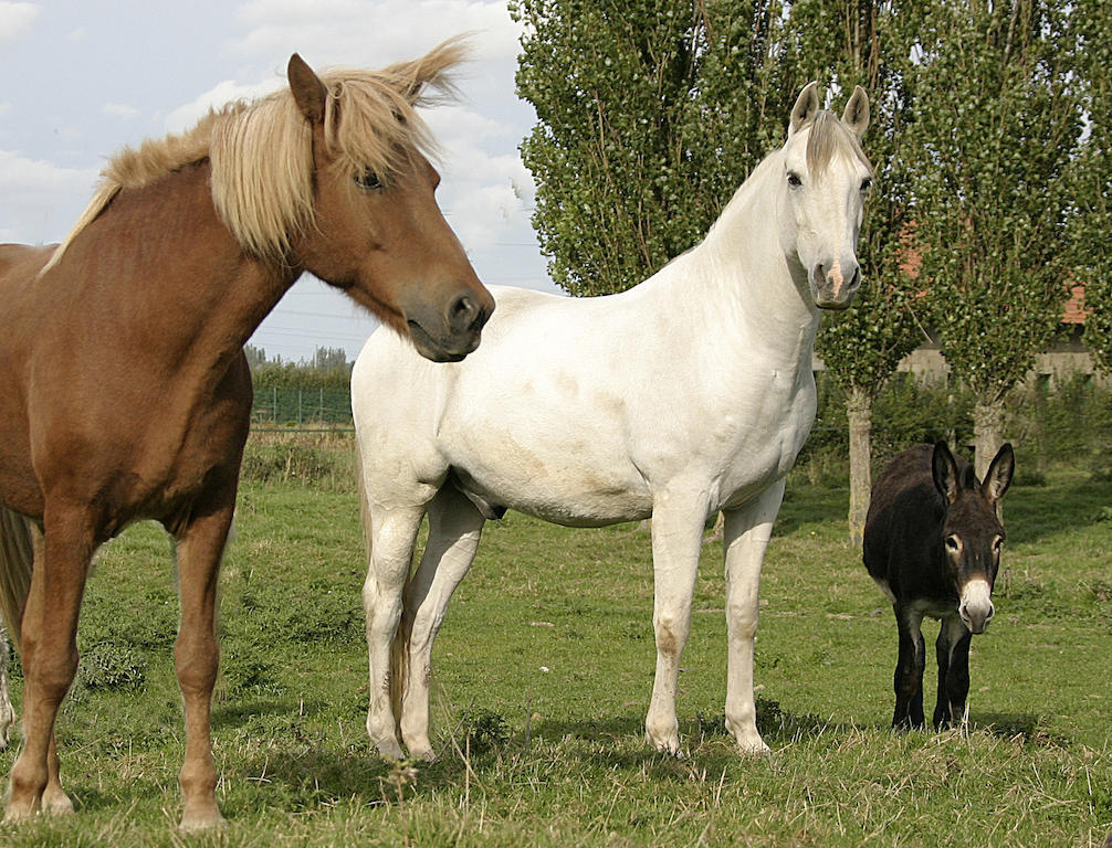 Gite De La Ferme Des Crins Blancs Villa Hazebrouck Oda fotoğraf