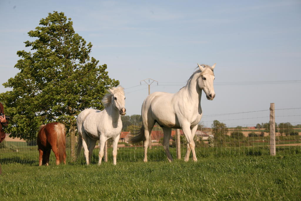 Gite De La Ferme Des Crins Blancs Villa Hazebrouck Dış mekan fotoğraf