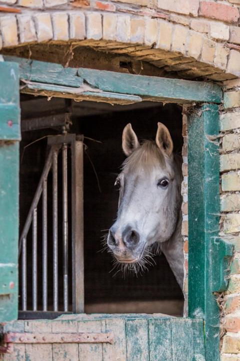 Gite De La Ferme Des Crins Blancs Villa Hazebrouck Dış mekan fotoğraf