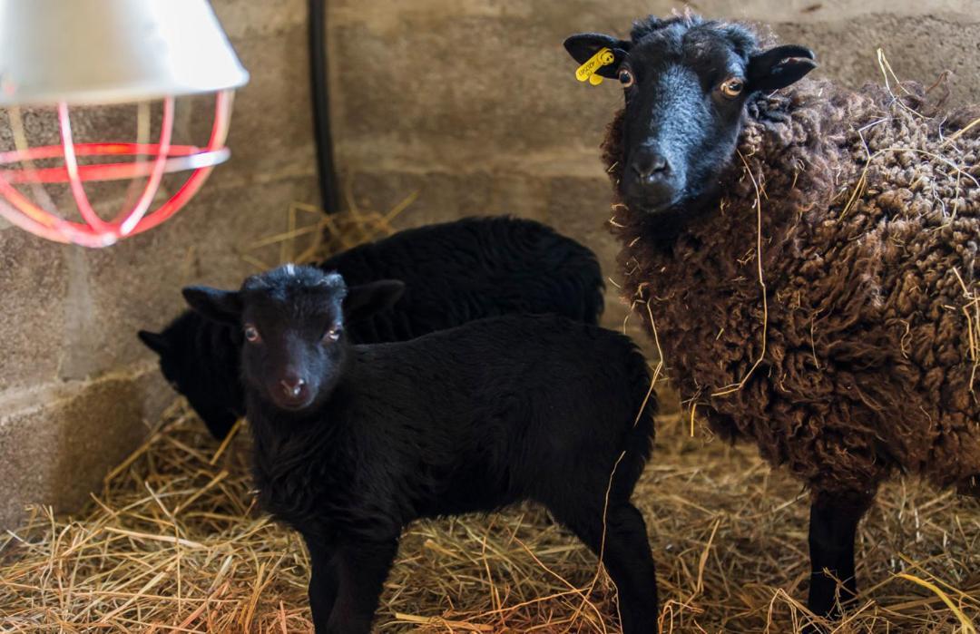Gite De La Ferme Des Crins Blancs Villa Hazebrouck Dış mekan fotoğraf